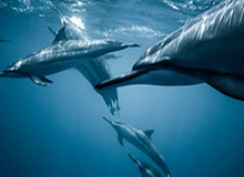 开云体育APP：让体育爱好者随时掌握精彩赛事